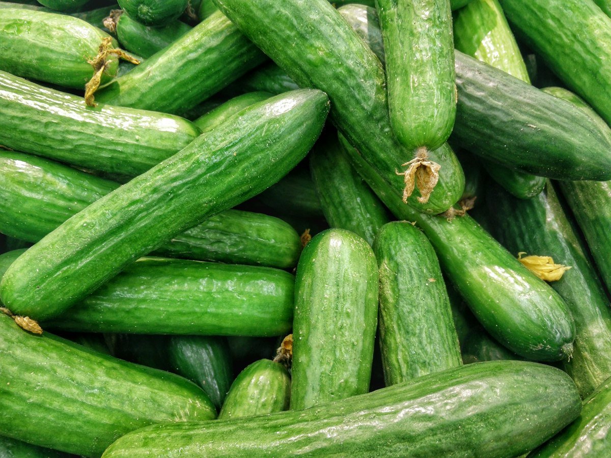 Export Quality Fresh Green Cucumbers from Rajasthan, India